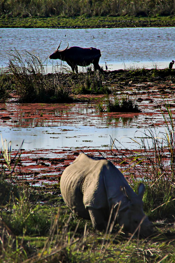 Kaziranga-Nationalpark II