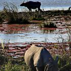 Kaziranga-Nationalpark II