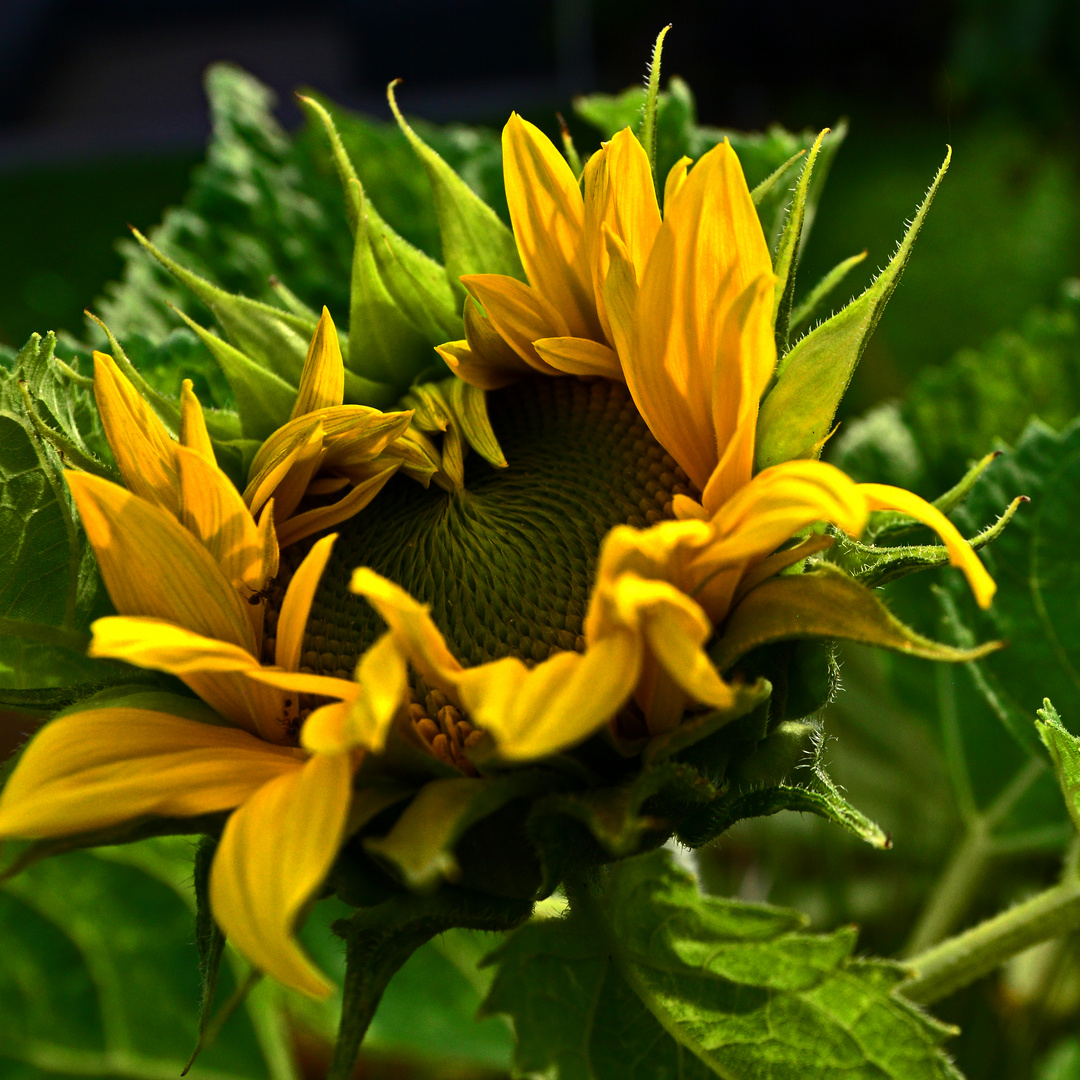 KDB_1977_Sonnenblume2