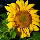 KDB_1984_Sonnenblume3