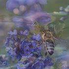 KdB_7040163-Lavendel-Bienen "Lavendel-Biene"