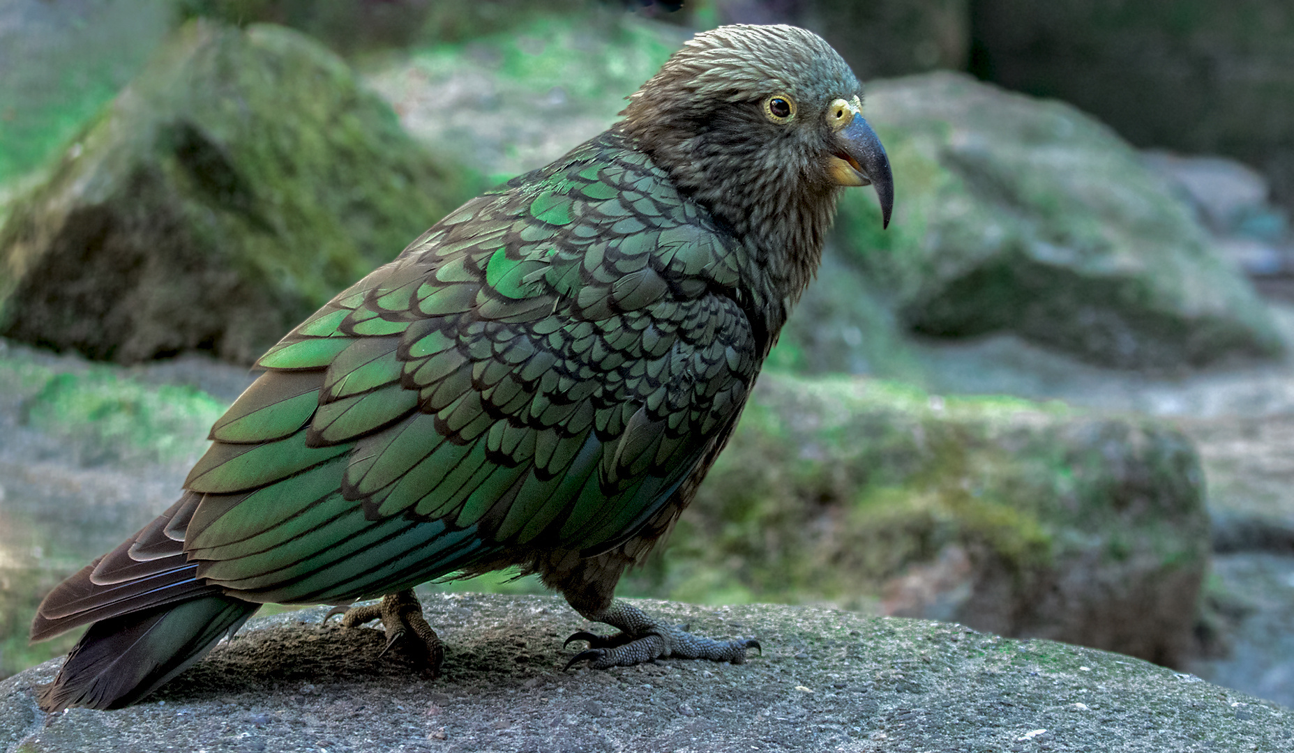 Kea 002