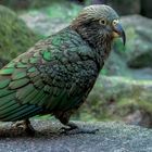 Kea 002