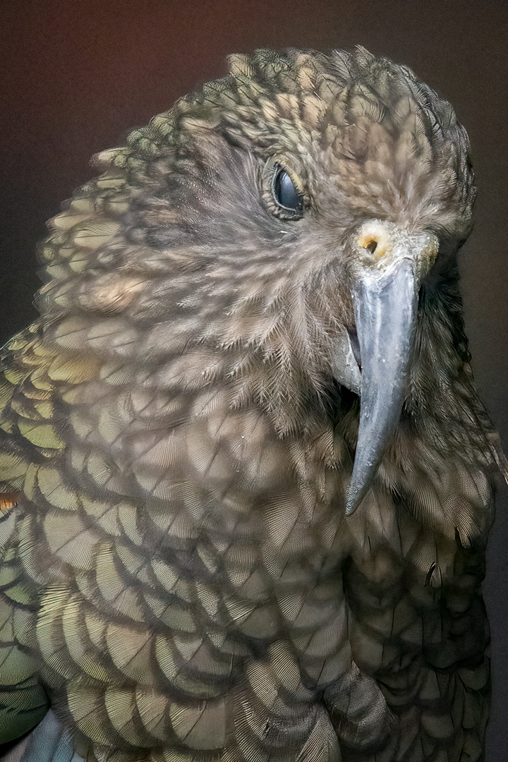 Kea