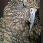 Kea