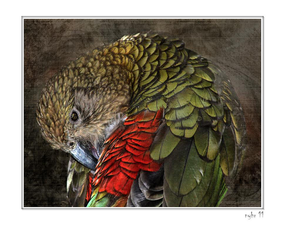 Kea