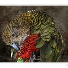 Kea