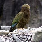 Kea