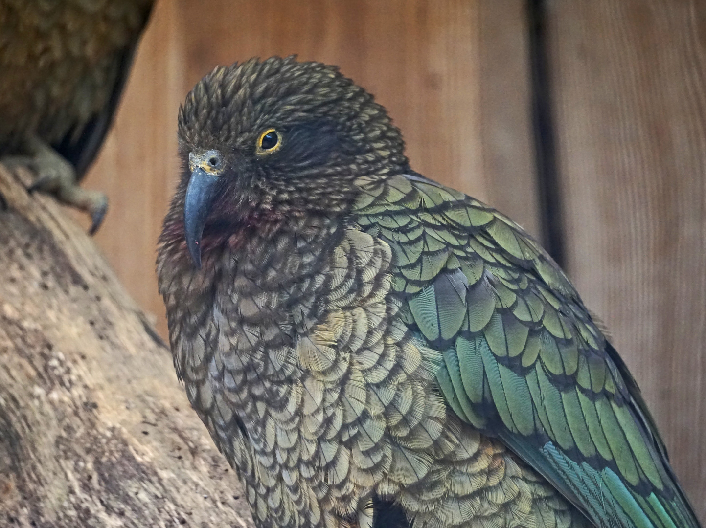 Kea