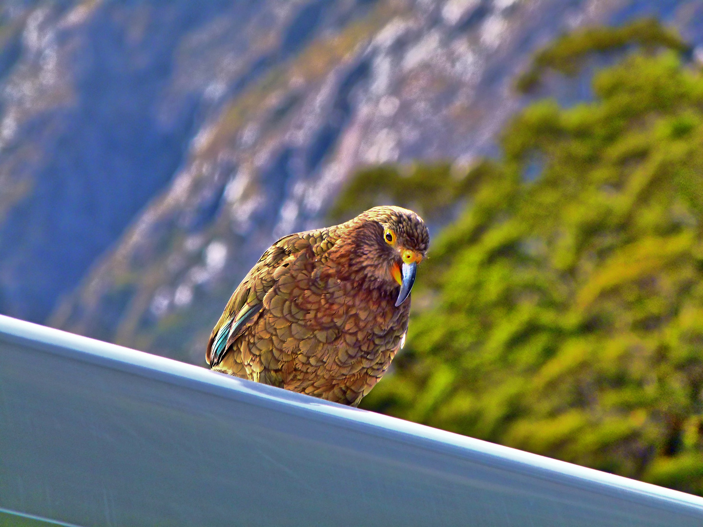 Kea