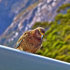 Kea