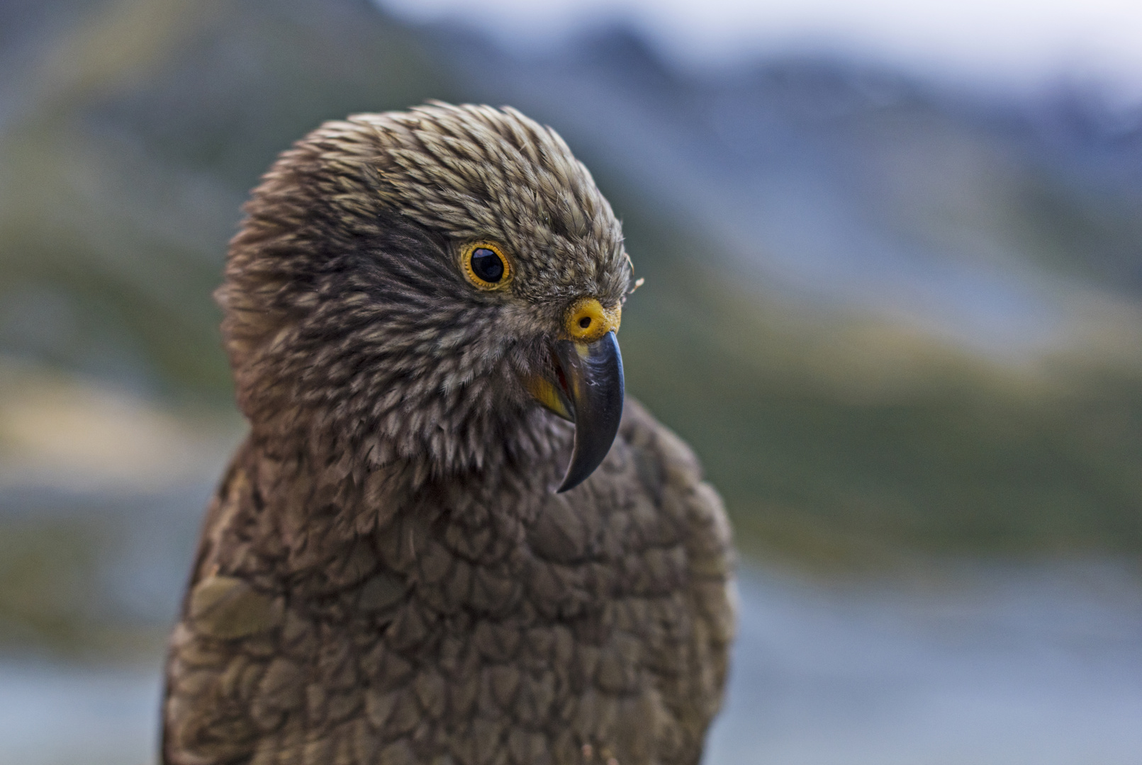 Kea