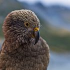 Kea