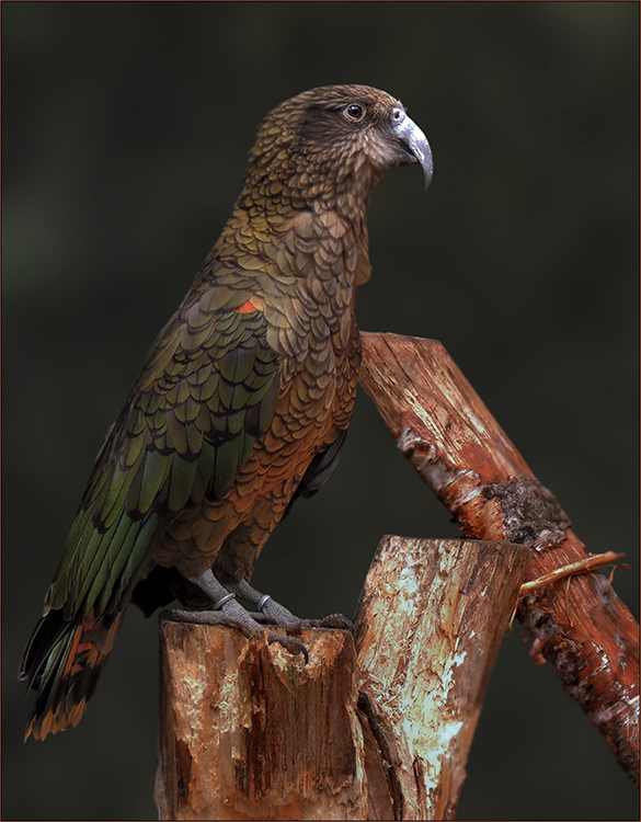 Kea