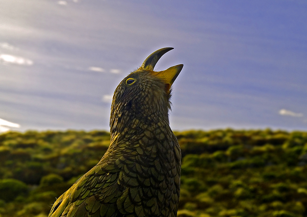 Kea \\