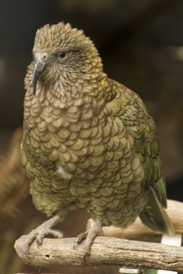 Kea  