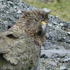 Kea 2