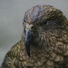 Kea