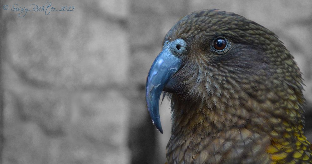 Kea