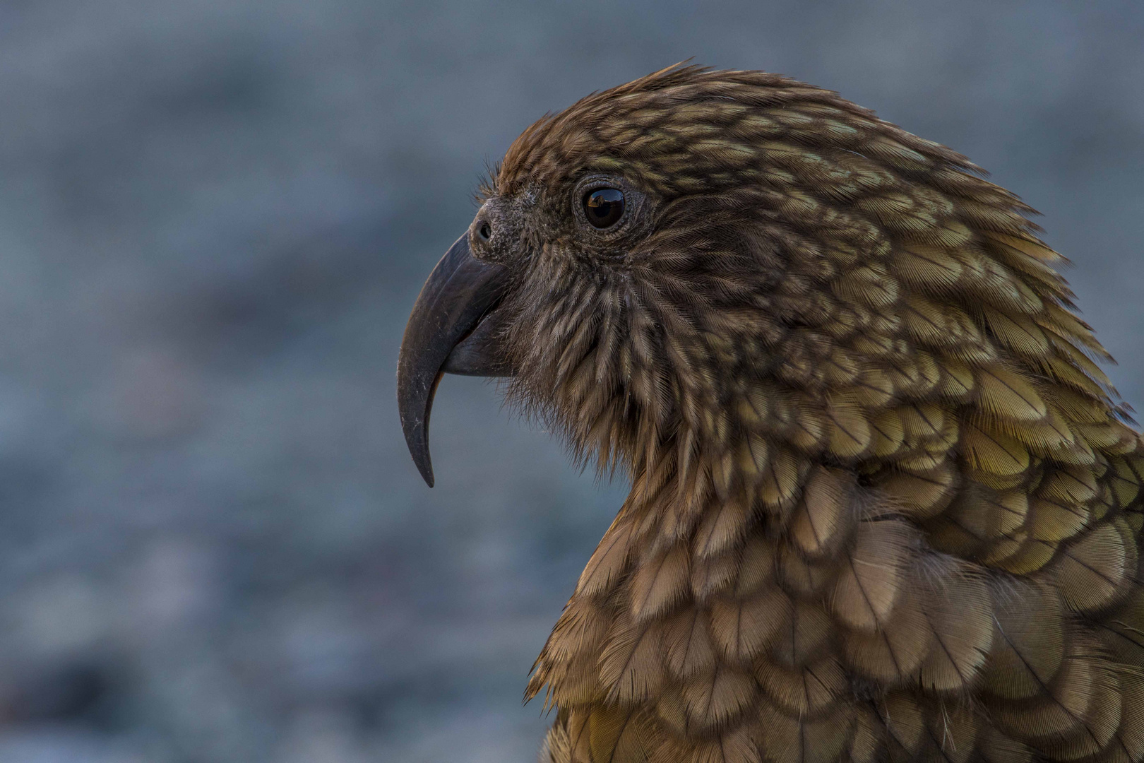 Kea