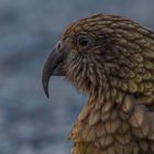 Kea