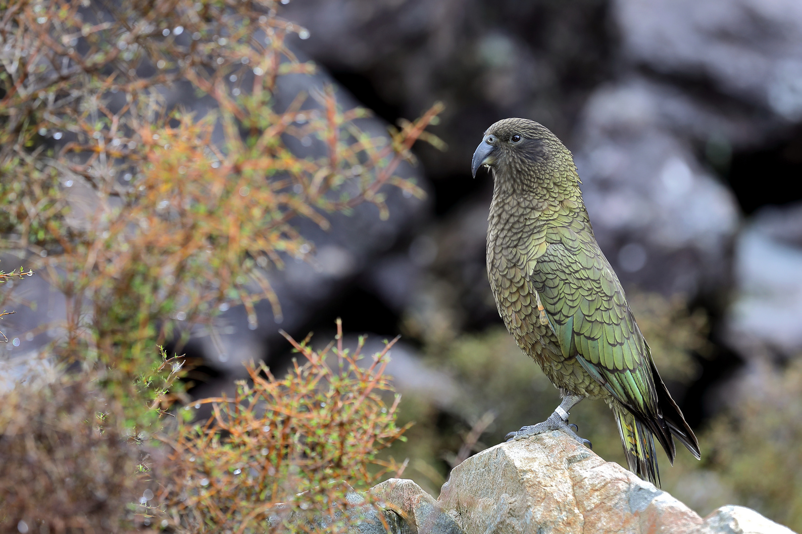 Kea