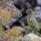 Kea