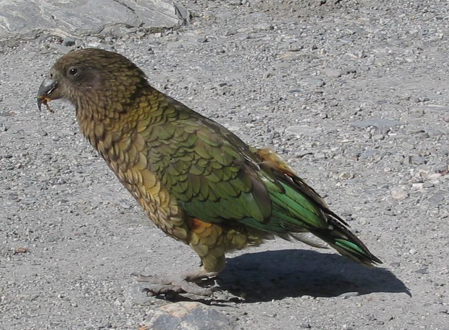 Kea