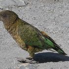 Kea