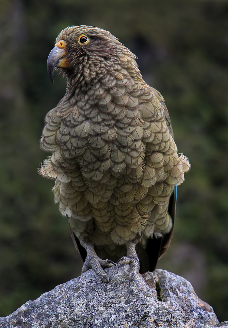 Kea