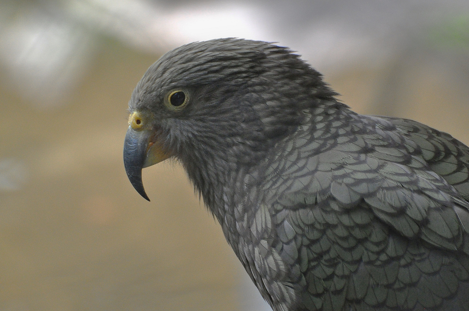 Kea