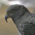 Kea