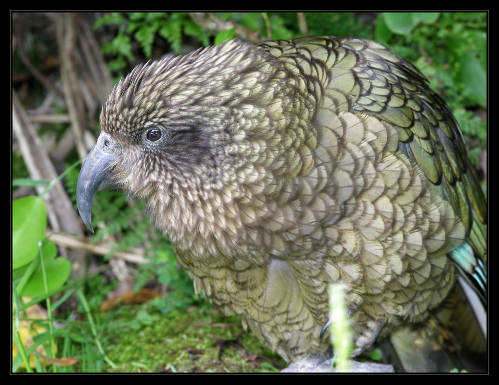 Kea