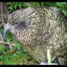 Kea