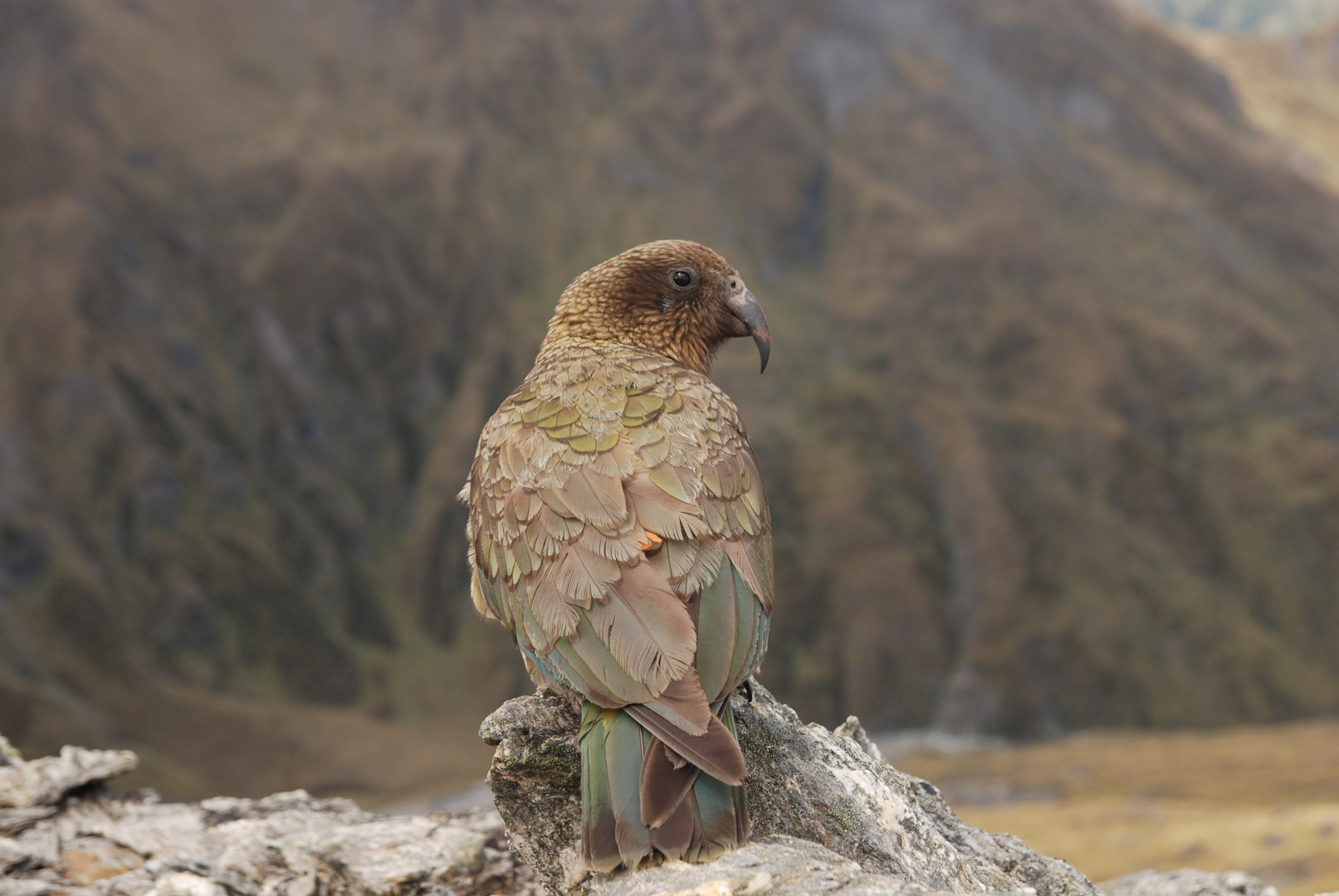 Kea