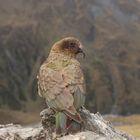 Kea