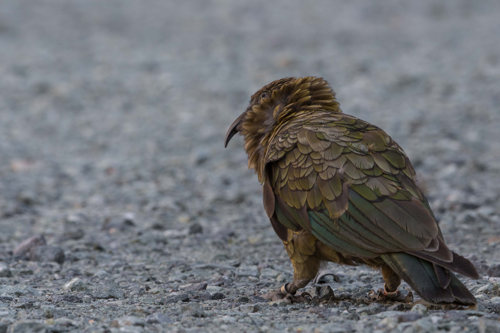 Kea