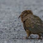 Kea