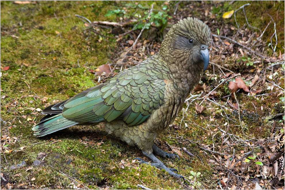 Kea