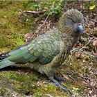 Kea