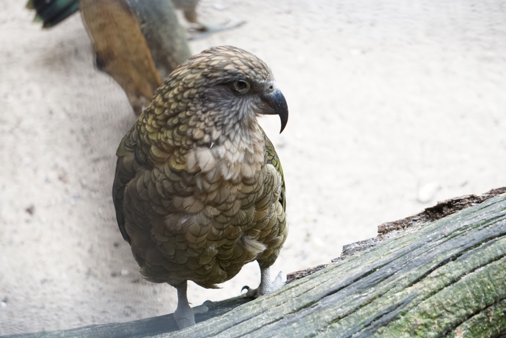 Kea