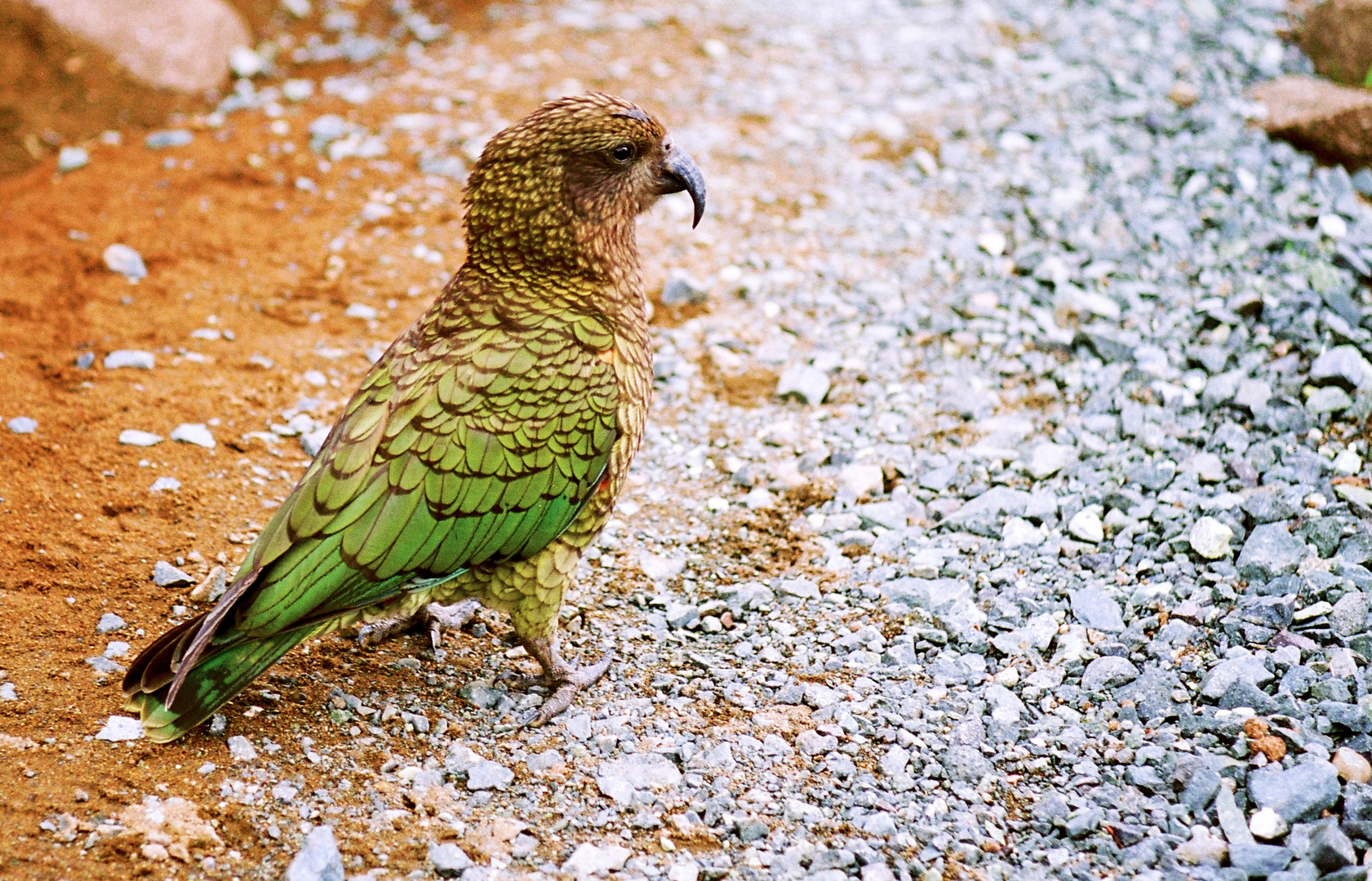 Kea