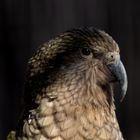 Kea