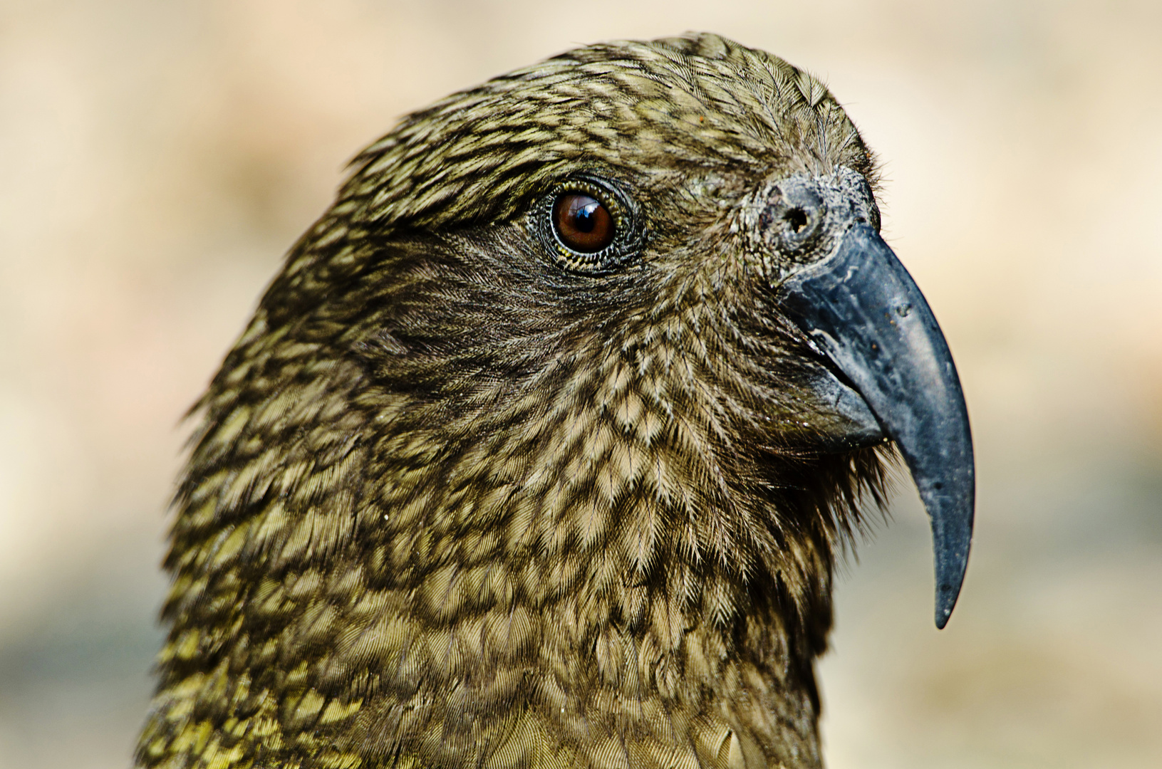 Kea