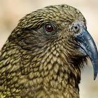 Kea