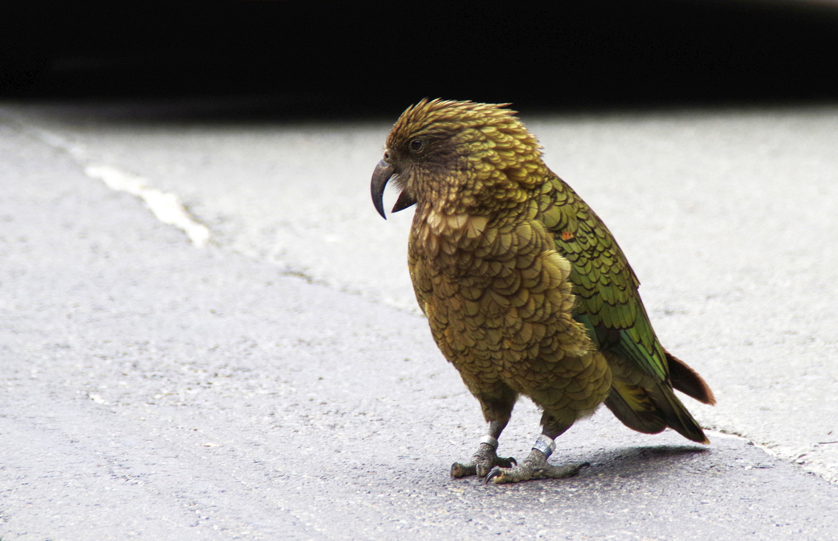 Kea