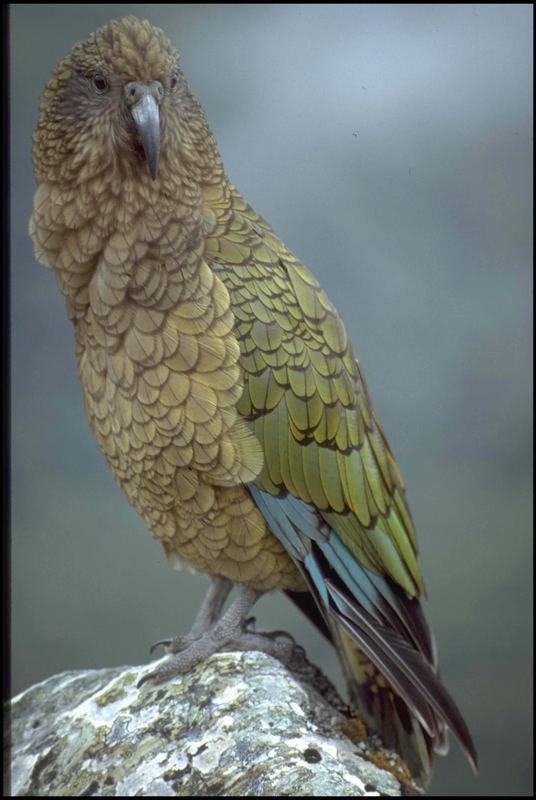 KEA