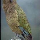 KEA