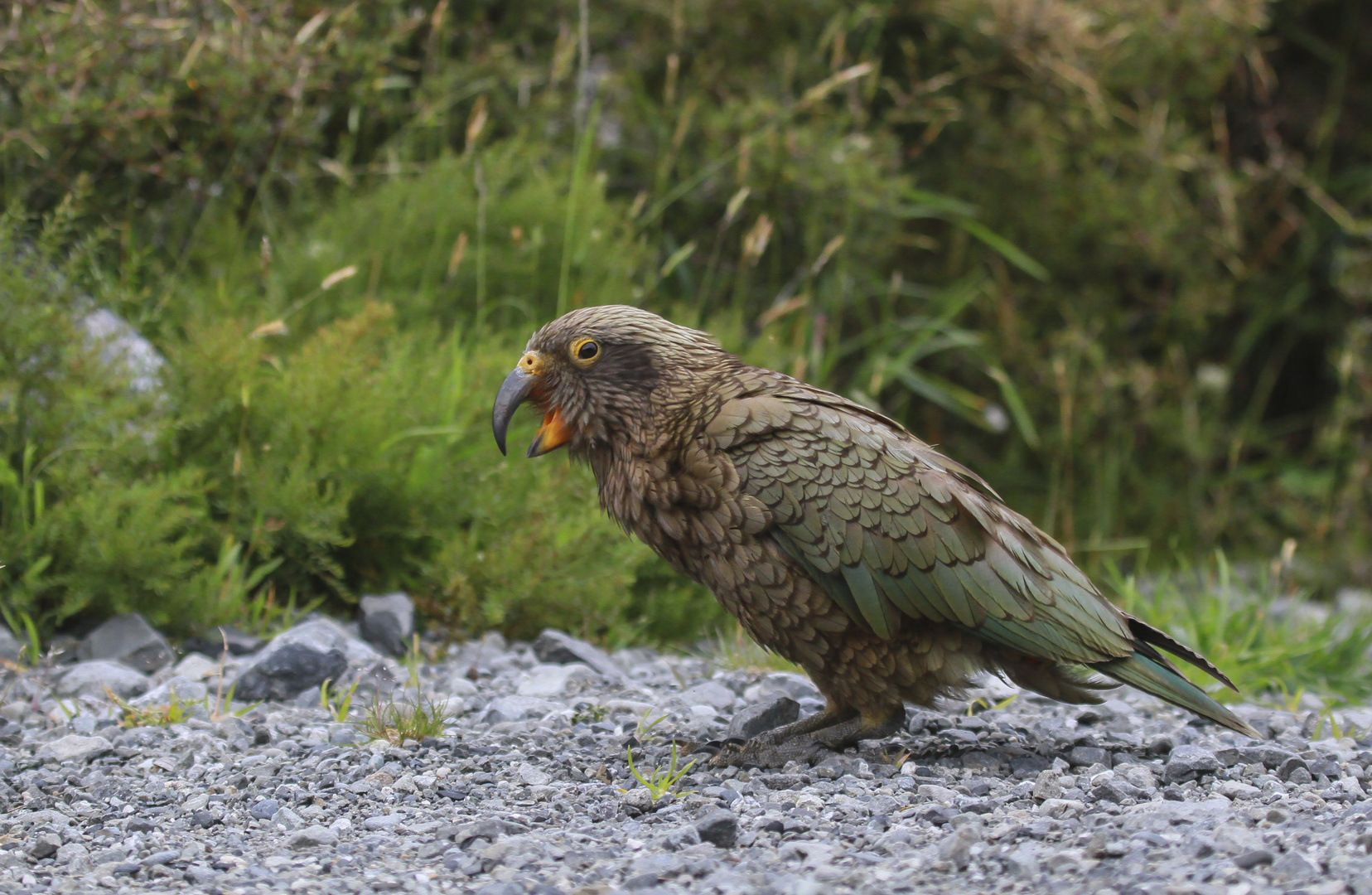 KEA