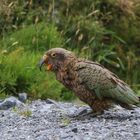 KEA